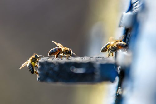 bees getting inside the small hole of beehive 2022 03 30 02 03 35 utc scaled e1656452916844