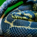 close up yellow anaconda or eunectes notaeus 2021 08 26 19 57 38 utc scaled e1656367973905