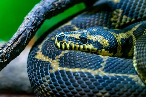 close up yellow anaconda or eunectes notaeus 2021 08 26 19 57 38 utc scaled e1656367973905
