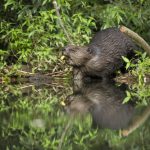 eurasian beaver gnawing a branch and feeding on a 2021 09 03 03 10 05 utc scaled e1656281238198