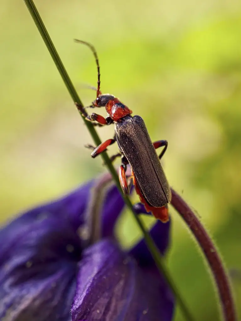 Does California Have Fireflies? ???????? (Answered) 2 firefly 2022 05 26 20 12 45 utc