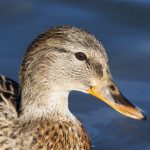 funny duck close up 2021 08 26 17 20 00 utc scaled e1656852748804