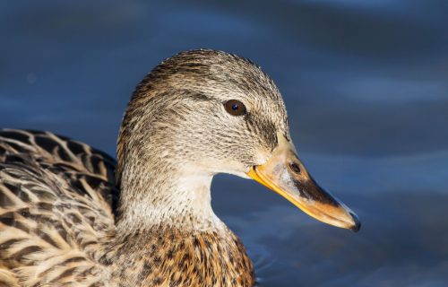 funny duck close up 2021 08 26 17 20 00 utc scaled e1656852748804
