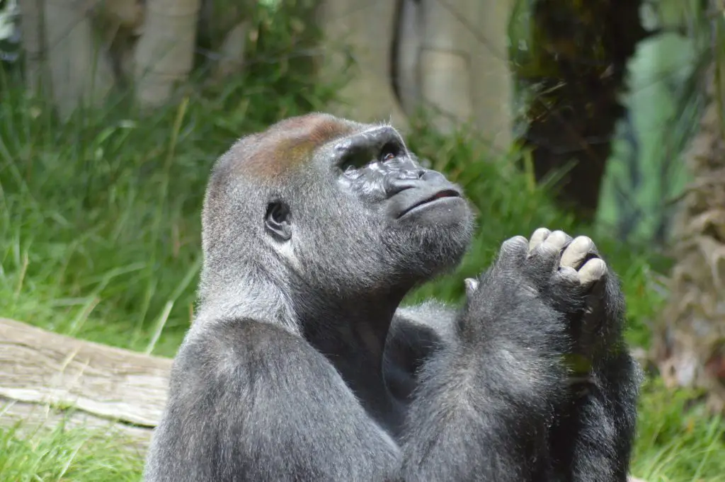 What do Gorillas Eat? ???? (Also Baby Gorillas) 2 greatful gorilla 2022 03 06 15 17 52 utc