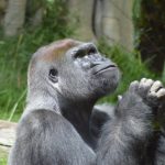greatful gorilla 2022 03 06 15 17 52 utc scaled e1655801131762