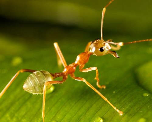 green ant 2021 08 26 16 38 30 utc scaled e1656882672354
