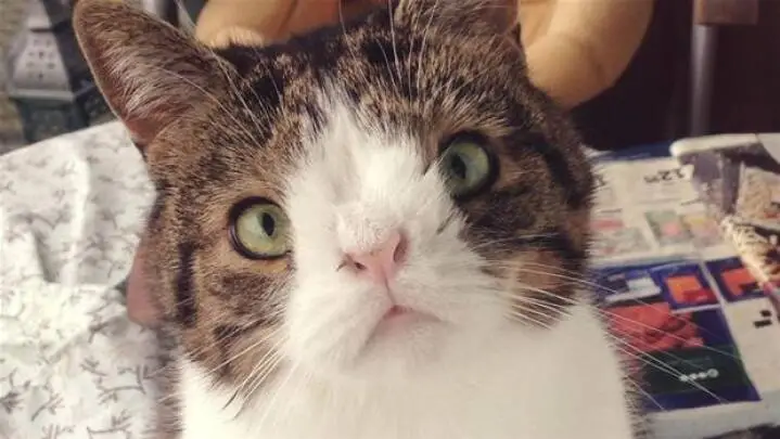 Can Animals Have Down Syndrome? Yes/No (With Video) 5 image 1