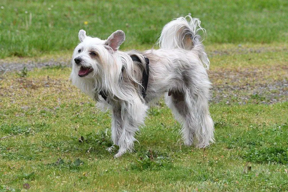 21. Ugliest Dog Breeds In The World. (With Pictures) 2 image 13