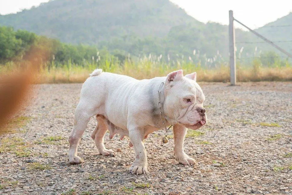 21. Ugliest Dog Breeds In The World. (With Pictures) 9 image 15