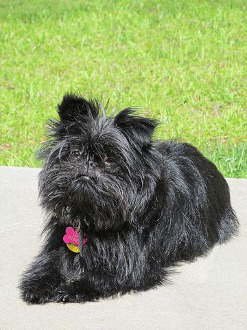21. Ugliest Dog Breeds In The World. (With Pictures) 10 image 16