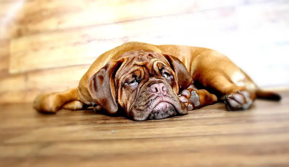 21. Ugliest Dog Breeds In The World. (With Pictures) 11 Dog, Dogue De Bordeaux, Mastiff, Claret, Burgundy