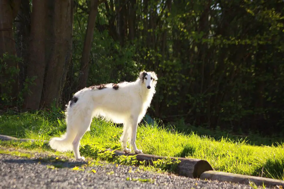 21. Ugliest Dog Breeds In The World. (With Pictures) 12 Dog, Greyhound, Borzoi, Sunbathing