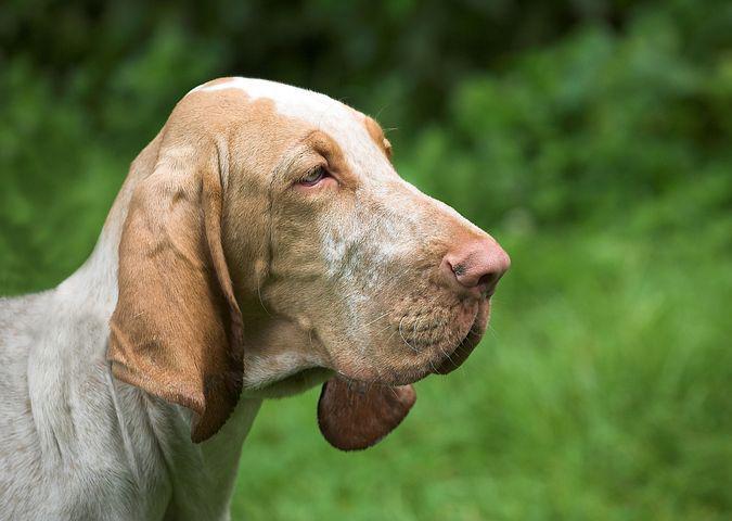 21. Ugliest Dog Breeds In The World. (With Pictures) 14 image 19