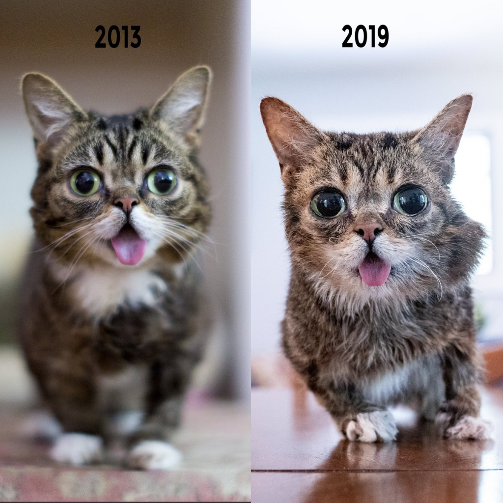 Can Animals Have Down Syndrome? Yes/No (With Video) 7 image 2