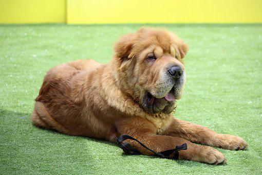 21. Ugliest Dog Breeds In The World. (With Pictures) 16 Shar Pei, Beautiful Hair