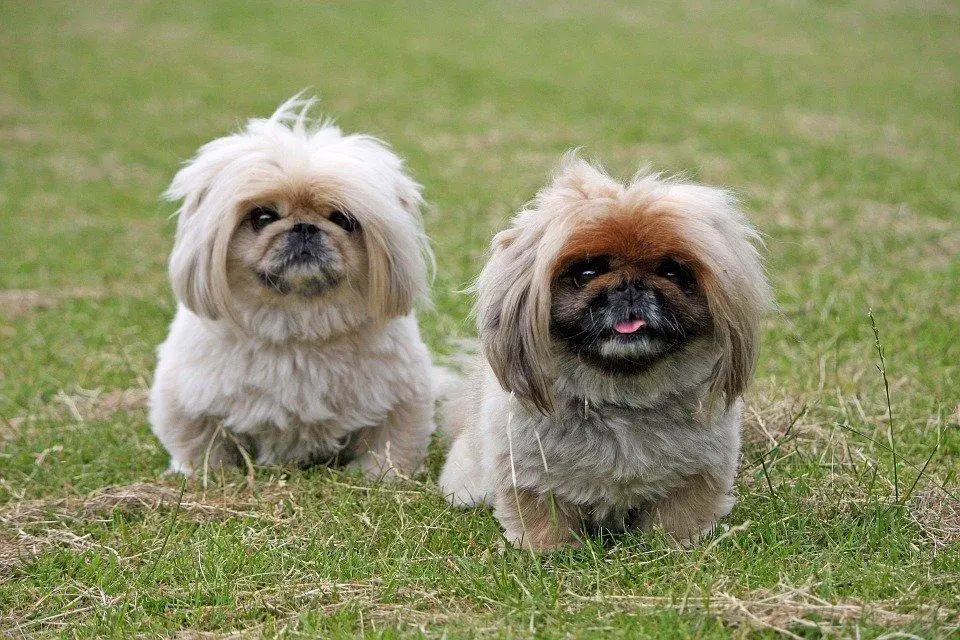 21. Ugliest Dog Breeds In The World. (With Pictures) 18 image 21