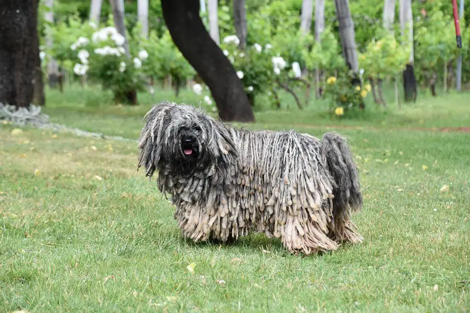 21. Ugliest Dog Breeds In The World. (With Pictures) 19 Puli, Dog, Hungarian, Pet, Hunting Dog, Pedigree