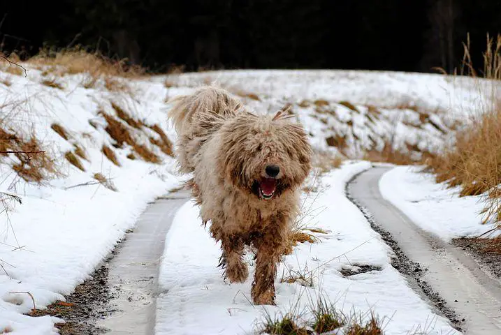21. Ugliest Dog Breeds In The World. (With Pictures) 20 Komondor, Dog, Watchdog, Animals, Animal