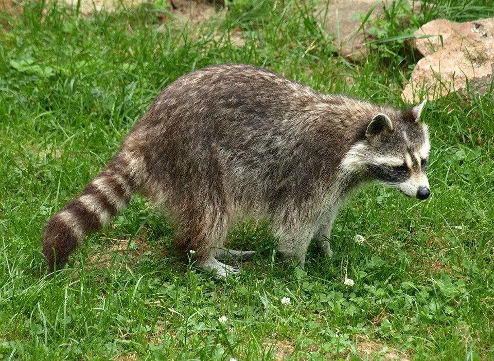 Do Raccoons Eat Yellow Jackets? ???? vs ???? (Explained) 2 Raccoon, Animal, Fur, Furry, Wildlife, Zoo, Cute