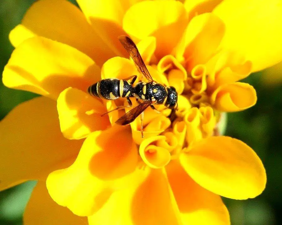 Do Raccoons Eat Yellow Jackets? ???? vs ???? (Explained) 3 Yellow Jacket, Insect, Nature, Creature, Wing, Antenna