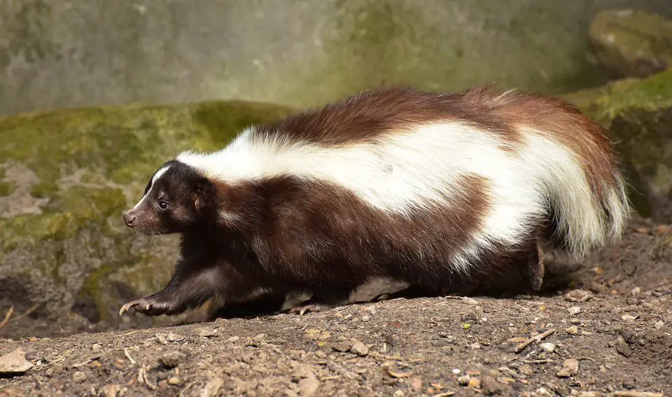 Do Raccoons Eat Yellow Jackets? ???? vs ???? (Explained) 4 image 26