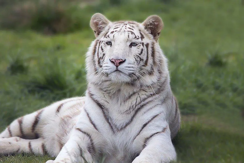 Animals That Can Kill a lion? ???? (Answered) 3 image 30