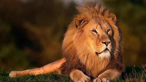 Animals That Can Kill a lion? ???? (Answered) 4 image 31