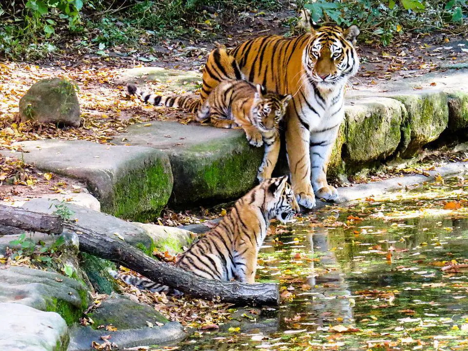 Animals That Can Kill a lion? ???? (Answered) 5 image 32