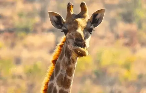 Can Animals Have Down Syndrome? Yes/No (With Video) 8 image 4