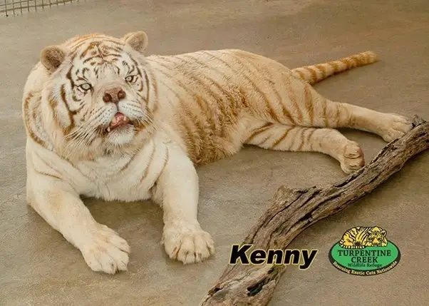 Can Animals Have Down Syndrome? Yes/No (With Video) 2 image 5