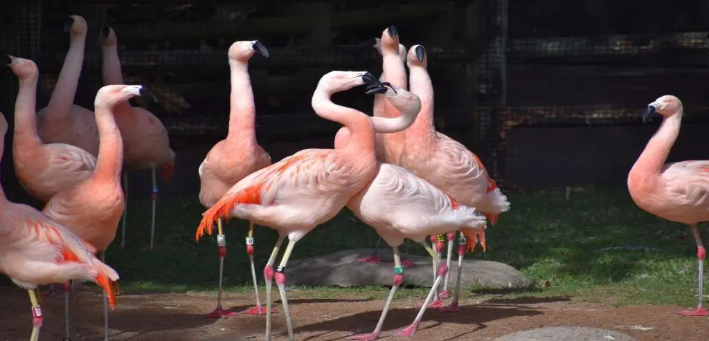 Do Flamingoes Mate For Life? ???? (Explained) 2 image 8
