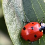 ladybug 2022 06 30 04 45 23 utc scaled e1656847785760