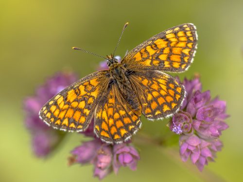 meadow fritillary butterfly 2022 02 02 04 51 22 utc scaled e1656453424720