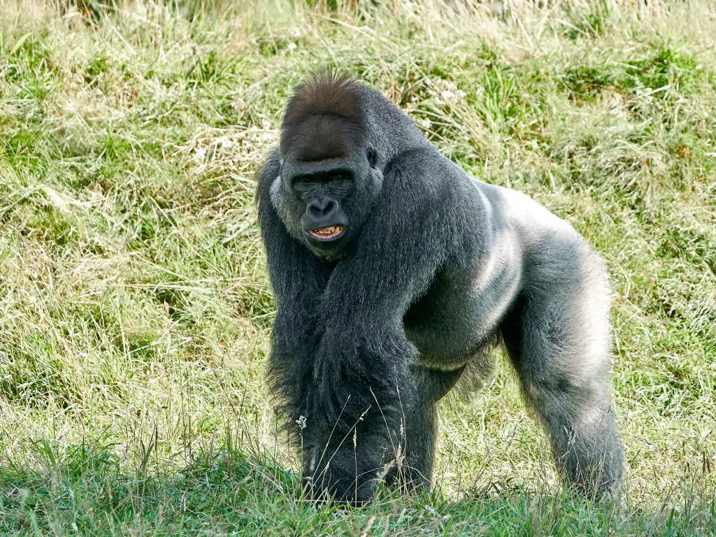 Can Gorillas Swim? ???? (Surprising) 2 western lowland gorilla gorilla gorilla gorilla 2021 08 29 16 33 19 utc