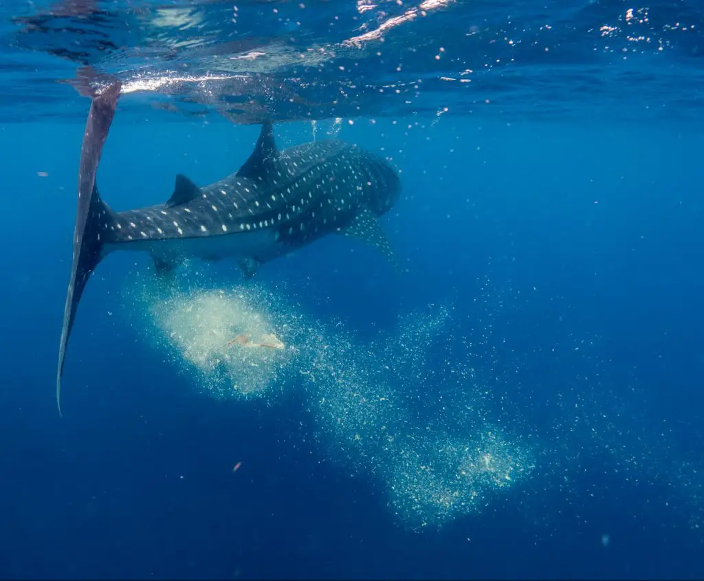 Do Sharks Poop? (Video) 2 whale shark poop in isla mujeres 2022 03 30 00 25 32 utc scaled e1655813980498