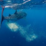 whale shark poop in isla mujeres 2022 03 30 00 25 32 utc scaled e1655814011727