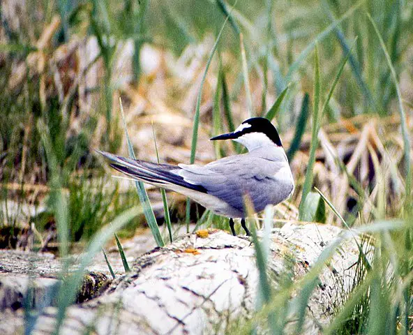 What Animals Live On Easter Island?(Big List) 8 592px Aleutian Tern