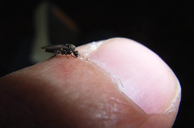 20 Of The Deadliest Animals in the World (Incl. Surprises) 17 640px Biting sandfly