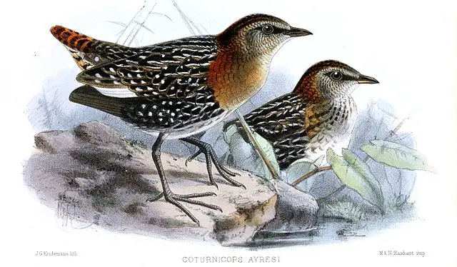 640px CoturnicopsAyresiKeulemans