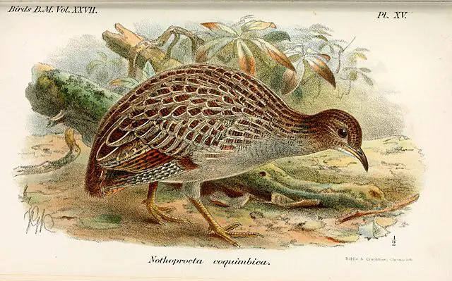 What Animals Live On Easter Island?(Big List) 5 640px NothoproctaCoquimbicaKeulemans