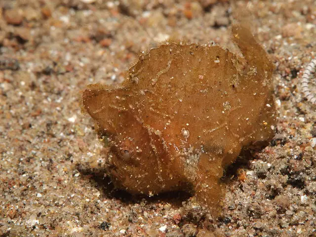 What Animals Live On Easter Island?(Big List) 14 640px Randalls Frogfish 2