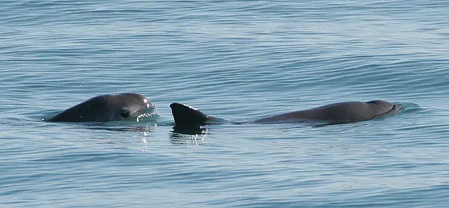 640px Vaquita6 Olson NOAA
