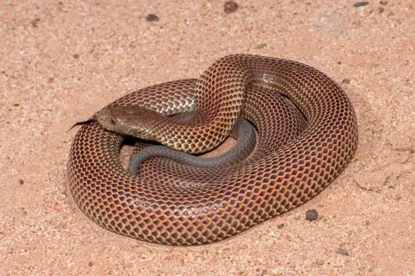 Biggest Snakes in the World ???? (With Numbers) 11 Australian King Brown or Mulga Snake e1657140771395