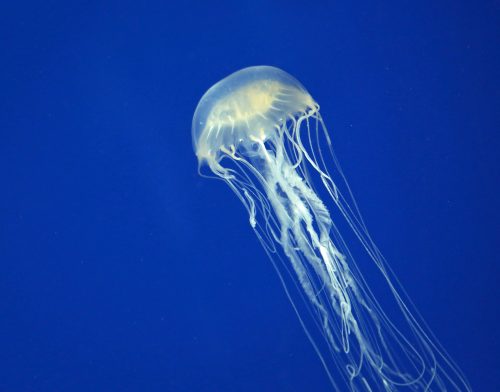 20 Of The Deadliest Animals in the World (Incl. Surprises) 21 Box Jellyfish e1656976147190