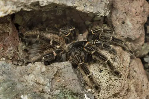11 of The Biggest Spiders In The World ????️ (Legs/Body Size Explained) 4 Brazilian salmon pink bird-eating tarantula (Lasiodora parahybana). Wildlife animal.