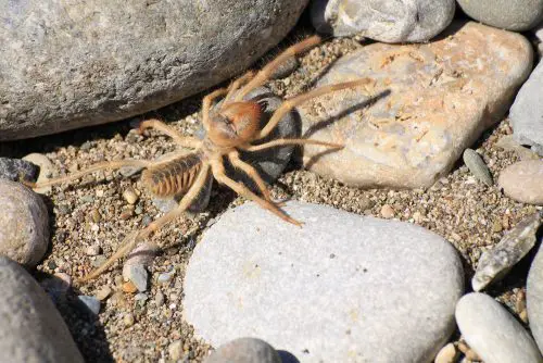 11 of The Biggest Spiders In The World ????️ (Legs/Body Size Explained) 9 Camel spider or Solfugid