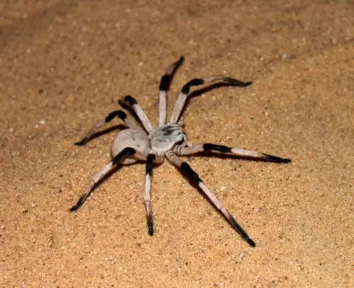 11 of The Biggest Spiders In The World ????️ (Legs/Body Size Explained) 11 Cerbalus aravaensis e1656883426466