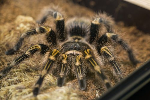 11 of The Biggest Spiders In The World ????️ (Legs/Body Size Explained) 6 Poisonous tarantula in a terrarium