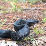 Eastern Indigo snake Drymarchon couperi e1657141083321