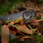 Eastern brown snake - Pseudonaja textilis also the common brown snake, is a highly venomous snake of the family Elapidae, native to eastern and central Australia and southern New Guinea.